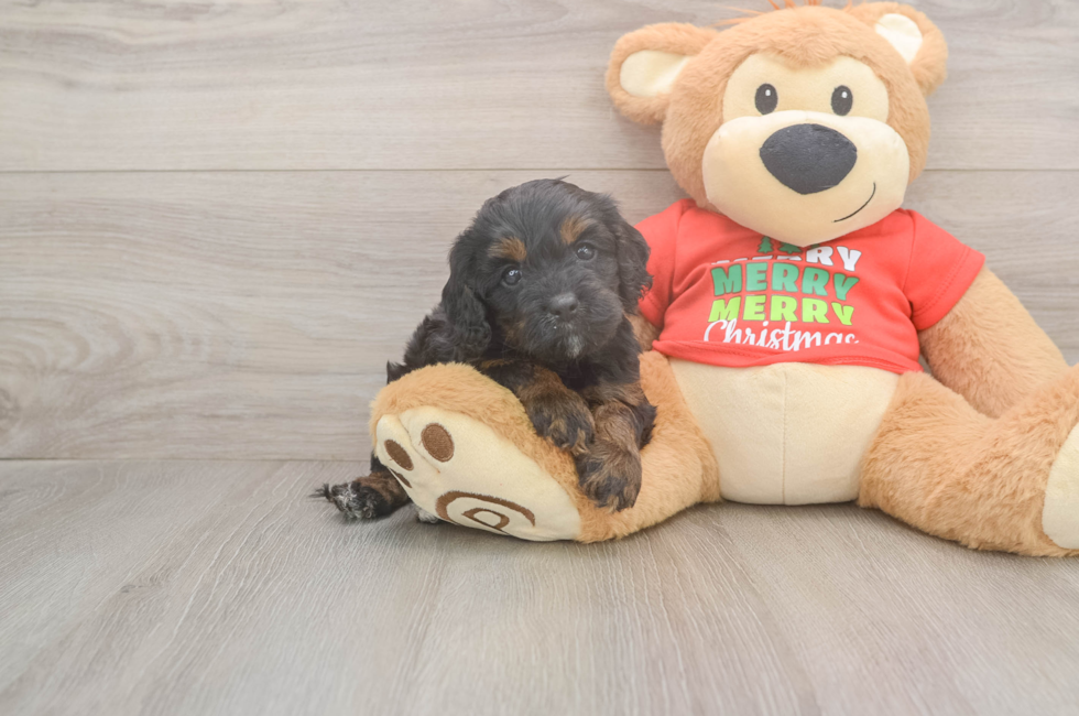 5 week old Cavapoo Puppy For Sale - Florida Fur Babies