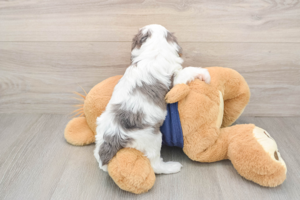 Popular Cavapoo Poodle Mix Pup
