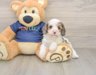 7 week old Cavapoo Puppy For Sale - Florida Fur Babies