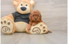 Cavapoo Puppy for Adoption