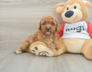 7 week old Cavapoo Puppy For Sale - Florida Fur Babies