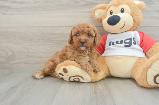 Adorable Cavalier King Charles Spaniel and Poodle Mix Poodle Mix Puppy