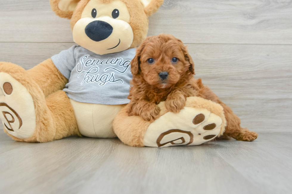 6 week old Cavapoo Puppy For Sale - Florida Fur Babies