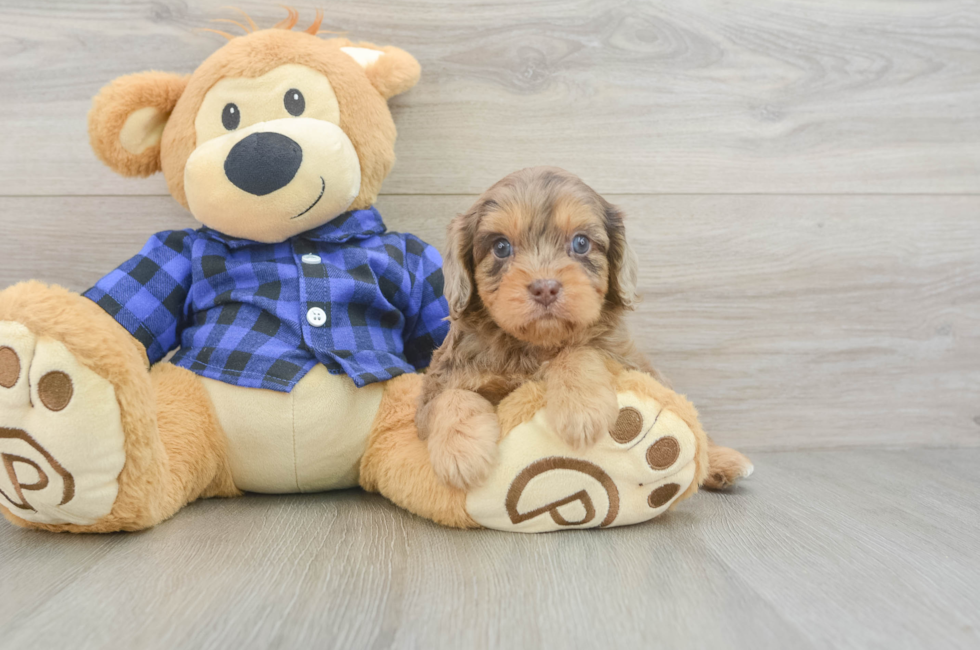 5 week old Cavapoo Puppy For Sale - Florida Fur Babies