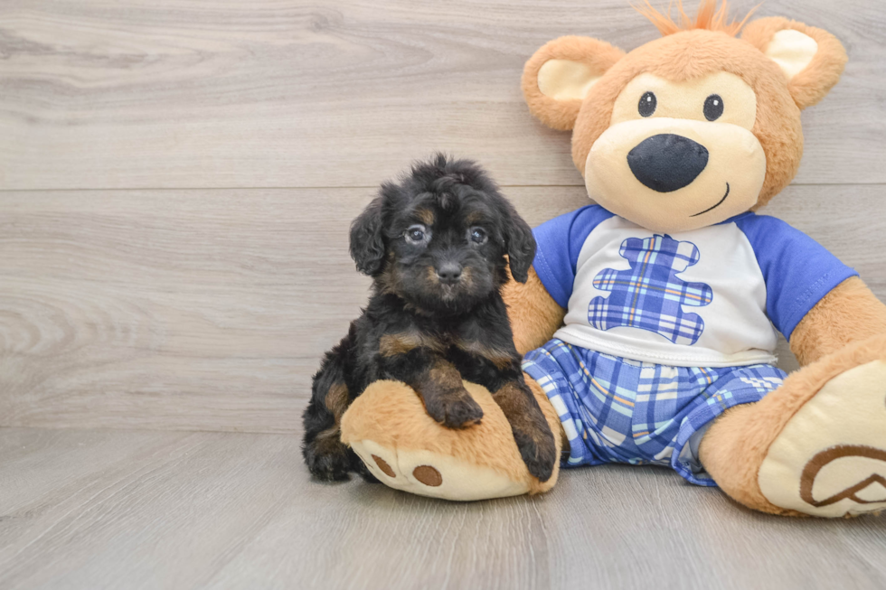 Cavapoo Pup Being Cute