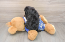Cavapoo Puppy for Adoption