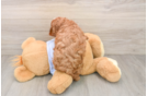 Little Cavipoo Poodle Mix Puppy