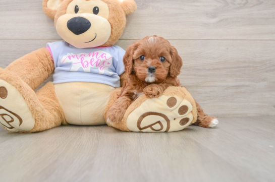 Happy Cavapoo Baby