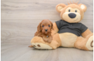 Cavapoo Pup Being Cute