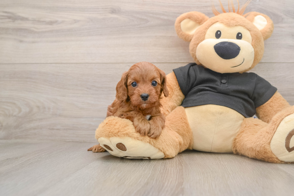 Cavapoo Pup Being Cute