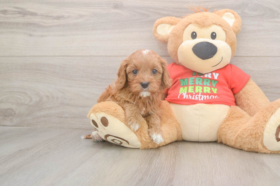 5 week old Cavapoo Puppy For Sale - Florida Fur Babies
