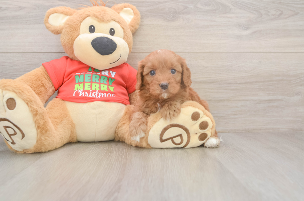 5 week old Cavapoo Puppy For Sale - Florida Fur Babies