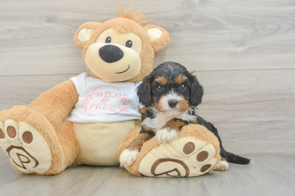 5 week old Cavapoo Puppy For Sale - Florida Fur Babies