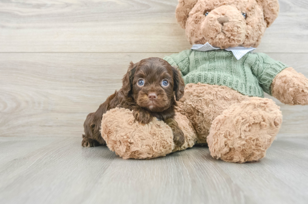 6 week old Cavapoo Puppy For Sale - Florida Fur Babies