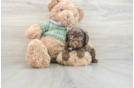 Fluffy Cavapoo Poodle Mix Pup