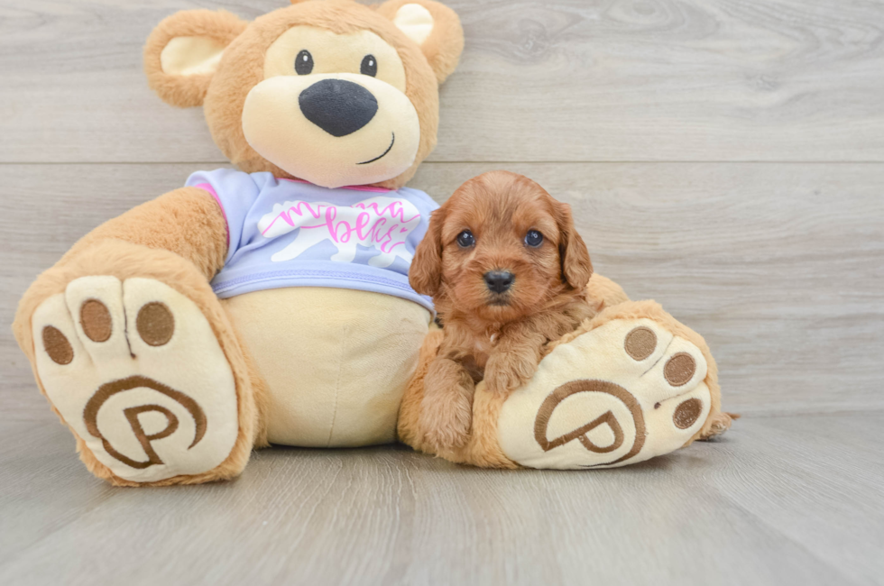 5 week old Cavapoo Puppy For Sale - Florida Fur Babies