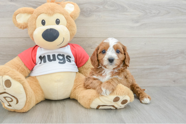 Sweet Cavapoo Baby
