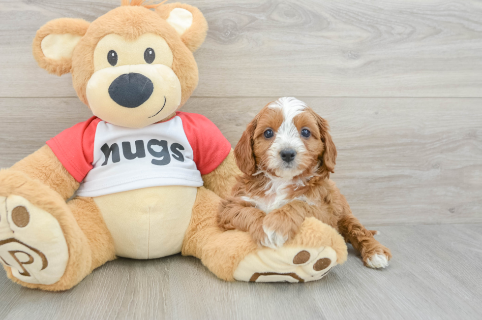 7 week old Cavapoo Puppy For Sale - Florida Fur Babies