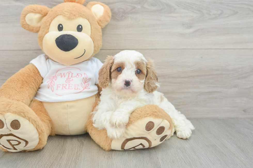 5 week old Cavapoo Puppy For Sale - Florida Fur Babies