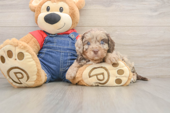 Little Cavipoo Poodle Mix Puppy