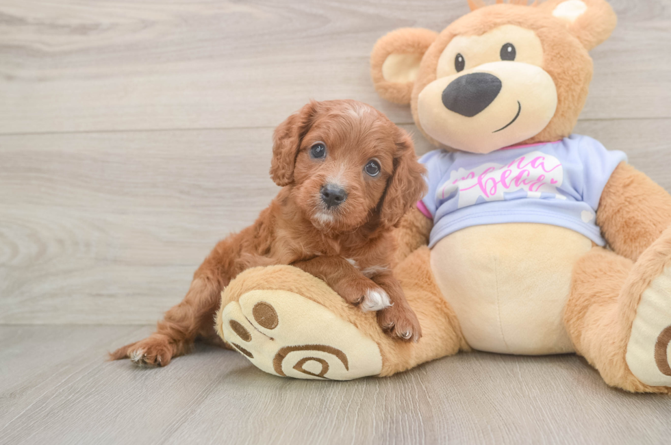 6 week old Cavapoo Puppy For Sale - Florida Fur Babies