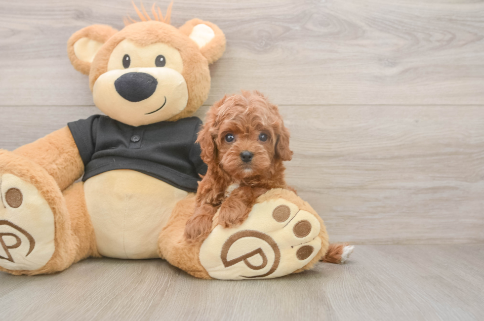 5 week old Cavapoo Puppy For Sale - Florida Fur Babies
