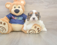 8 week old Cavapoo Puppy For Sale - Florida Fur Babies