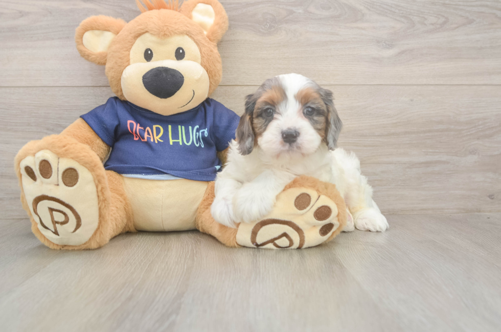 5 week old Cavapoo Puppy For Sale - Florida Fur Babies