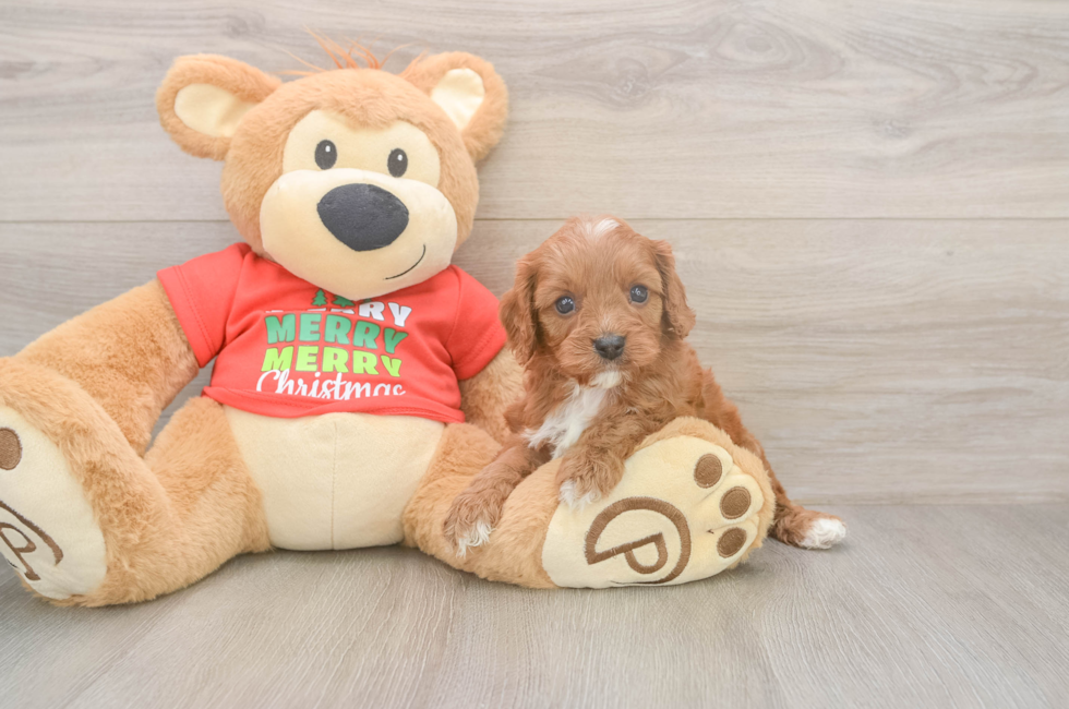 5 week old Cavapoo Puppy For Sale - Florida Fur Babies