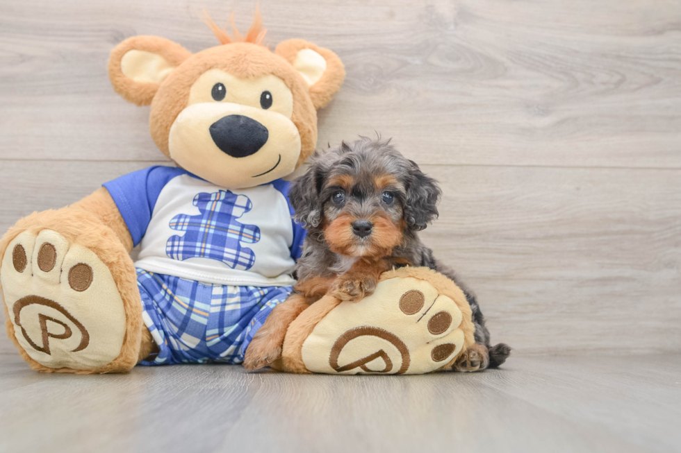 Playful Cavapoodle Poodle Mix Puppy