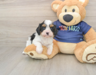 7 week old Cavapoo Puppy For Sale - Florida Fur Babies