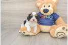 Cavapoo Puppy for Adoption