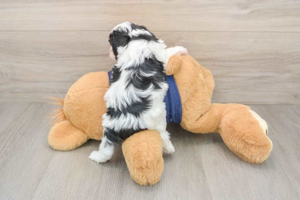 Popular Cavapoo Poodle Mix Pup