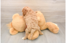 Petite Cavapoo Poodle Mix Pup