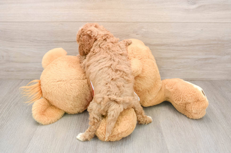 Petite Cavapoo Poodle Mix Pup