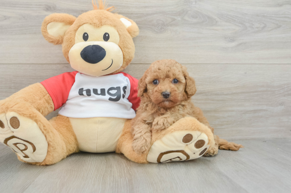 6 week old Cavapoo Puppy For Sale - Florida Fur Babies