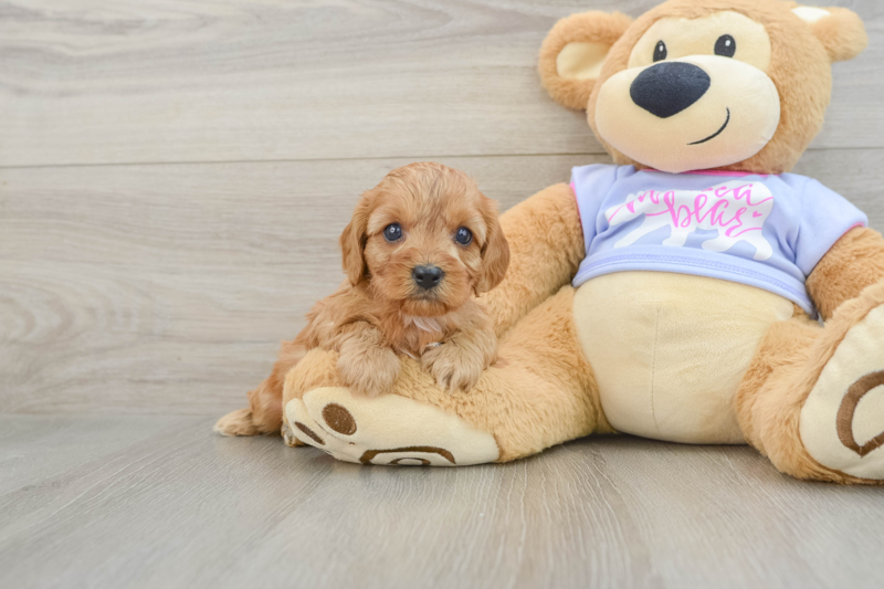Meet Niles - our Cavapoo Puppy Photo 1/3 - Florida Fur Babies