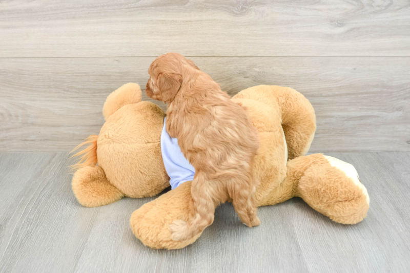 Meet Niles - our Cavapoo Puppy Photo 2/3 - Florida Fur Babies