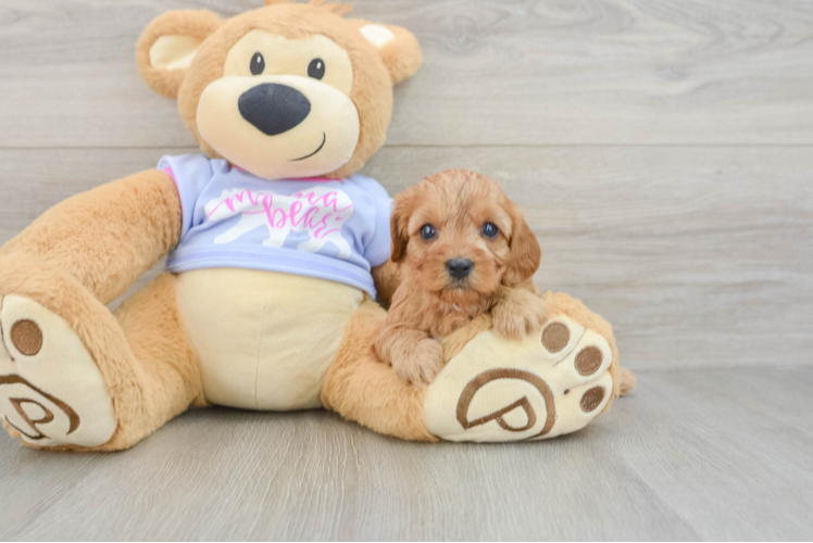Happy Cavapoo Baby