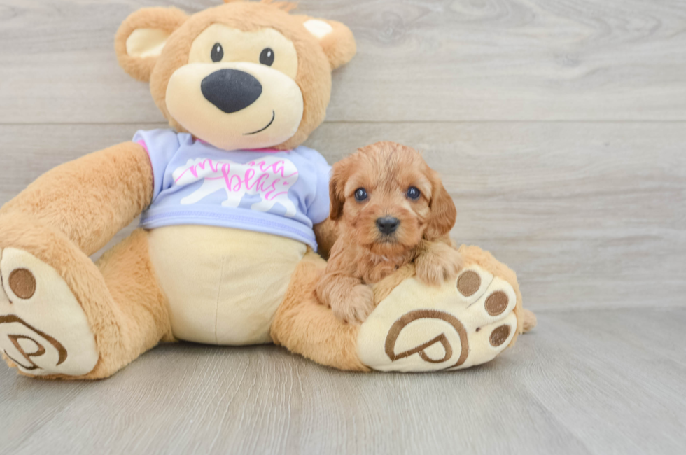 5 week old Cavapoo Puppy For Sale - Florida Fur Babies
