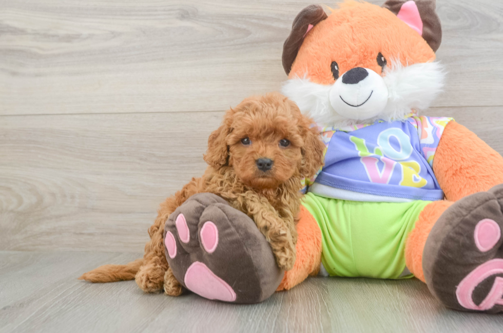 6 week old Cavapoo Puppy For Sale - Florida Fur Babies