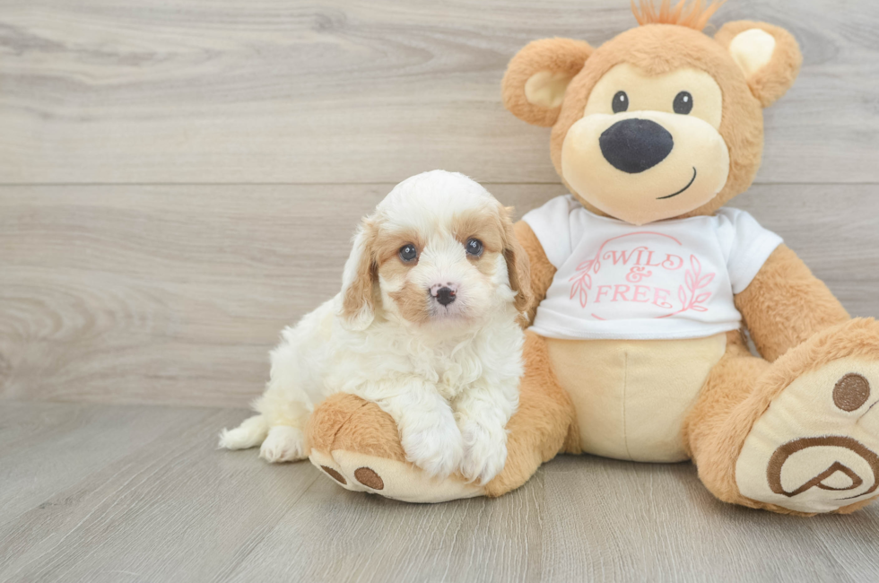 5 week old Cavapoo Puppy For Sale - Florida Fur Babies