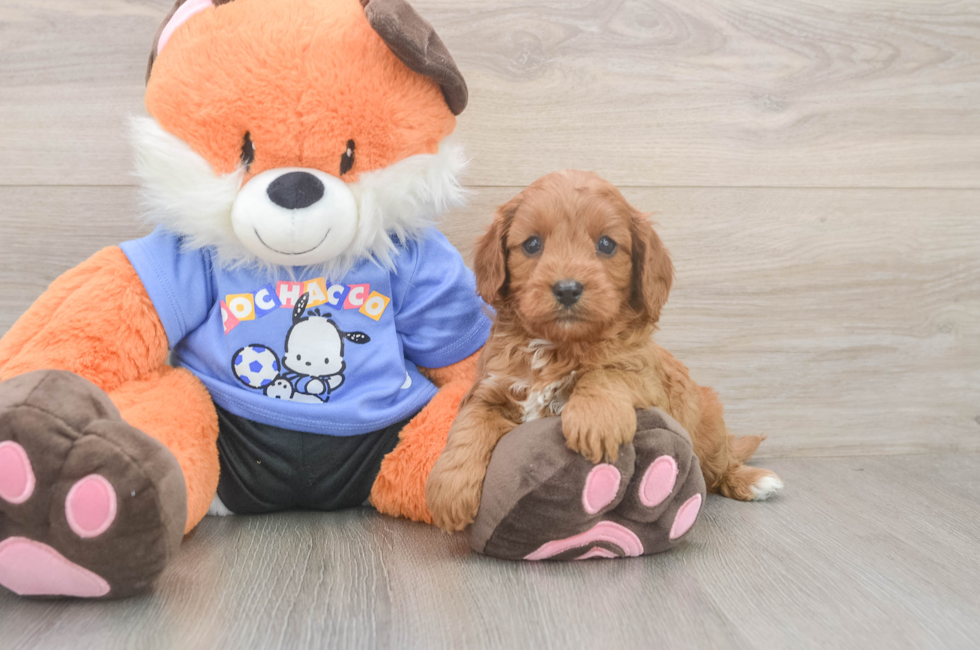 5 week old Cavapoo Puppy For Sale - Florida Fur Babies
