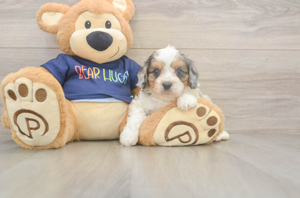 5 week old Cavapoo Puppy For Sale - Florida Fur Babies