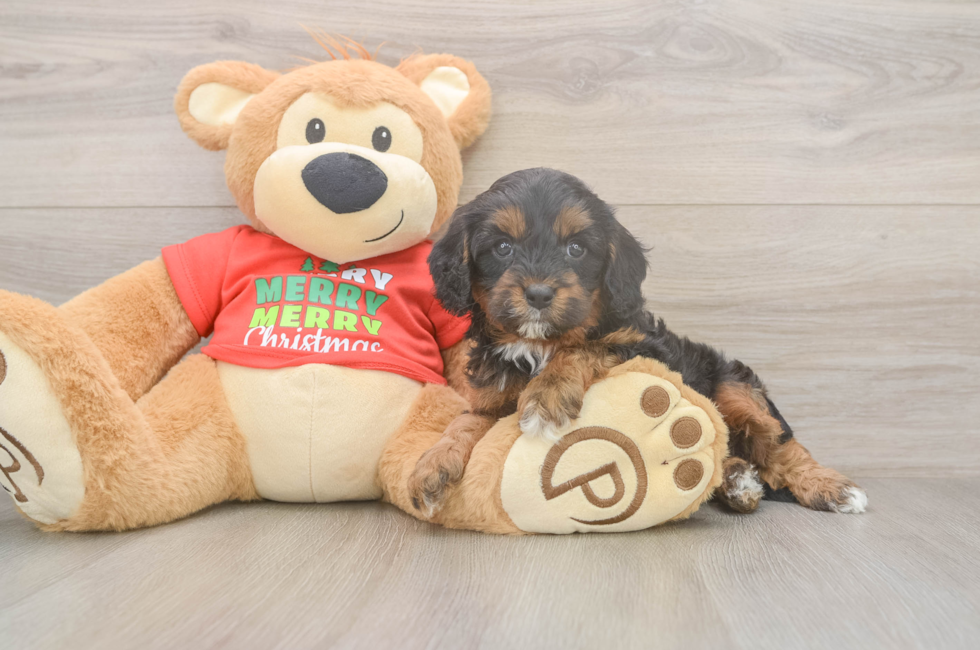 5 week old Cavapoo Puppy For Sale - Florida Fur Babies