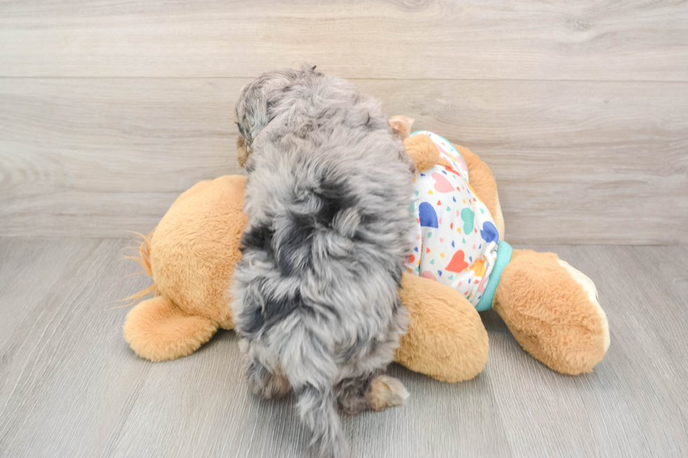 Popular Cavapoo Poodle Mix Pup