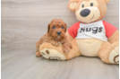 Popular Cavapoo Poodle Mix Pup