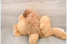 Fluffy Cavapoo Poodle Mix Pup