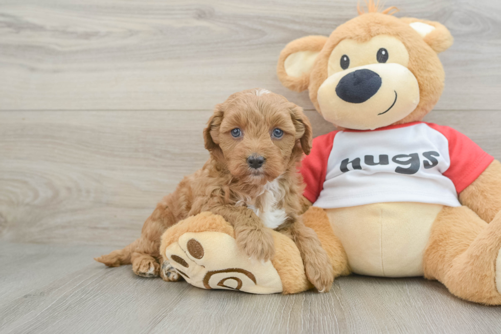 Cavapoo Pup Being Cute