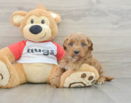 7 week old Cavapoo Puppy For Sale - Florida Fur Babies